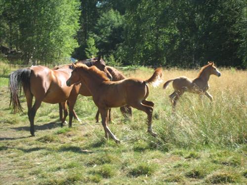Speed Soza Graze föl Speed Soza Graze föl