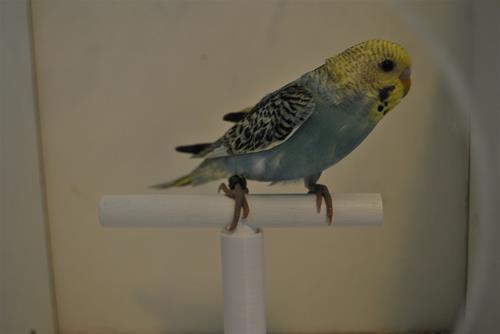 DSC_1907 DSC_1907