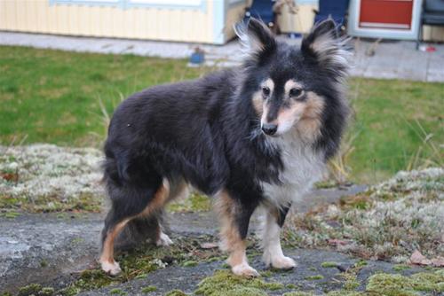 Snuffan Snuffan