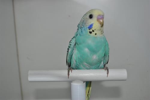 DSC_1929 DSC_1929