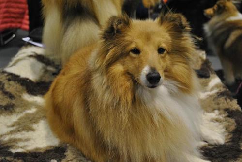 Anna Sheltiespecialen Anna Sheltiespecialen
