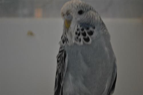 DSC_1921 DSC_1921
