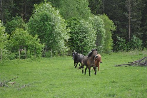 Nina och Duktig Nina och Duktig