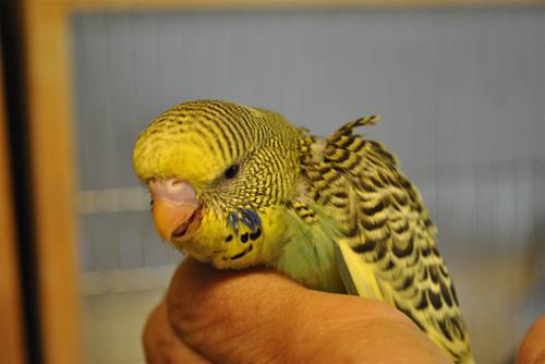 DSC_1411 DSC_1411