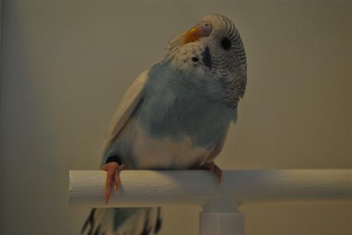 DSC_1827 DSC_1827