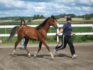 Star Turbocupen 85p Star Turbocupen 85p