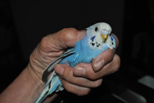 DSC_1921 DSC_1921