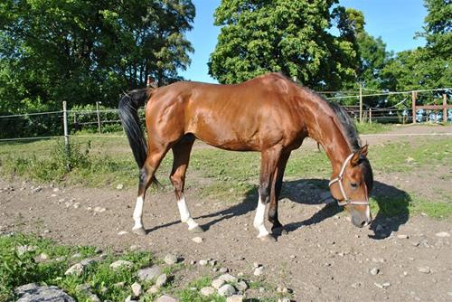 Sokrates hingst Sokrates hingst