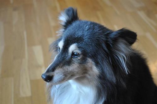 Snufffan Snufffan