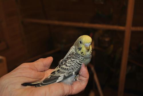 DSC_1962 DSC_1962