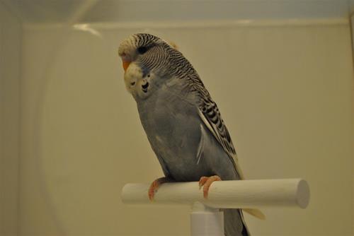DSC_1950 DSC_1950