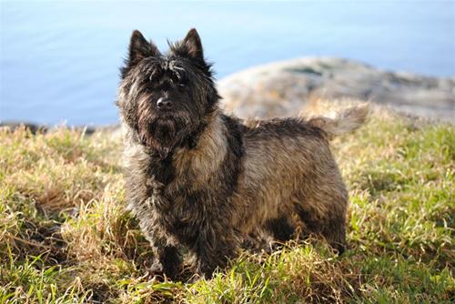 bamse bamse
