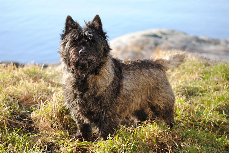 bamse bamse