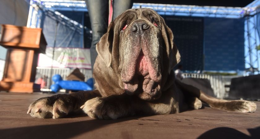Martha the Neapolitan Mastiff.