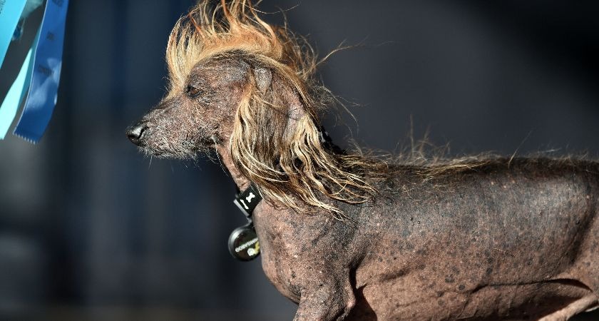 Himisaboo, the Chinese crested and dachshund mix.