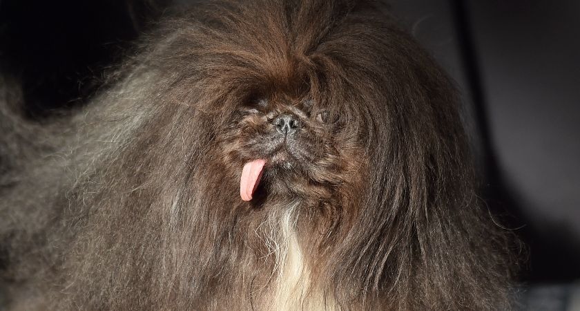 Wild Thang, a Pekingese.