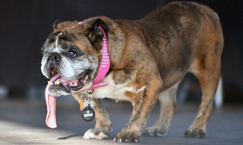 Zsa Zsa the English bulldog.