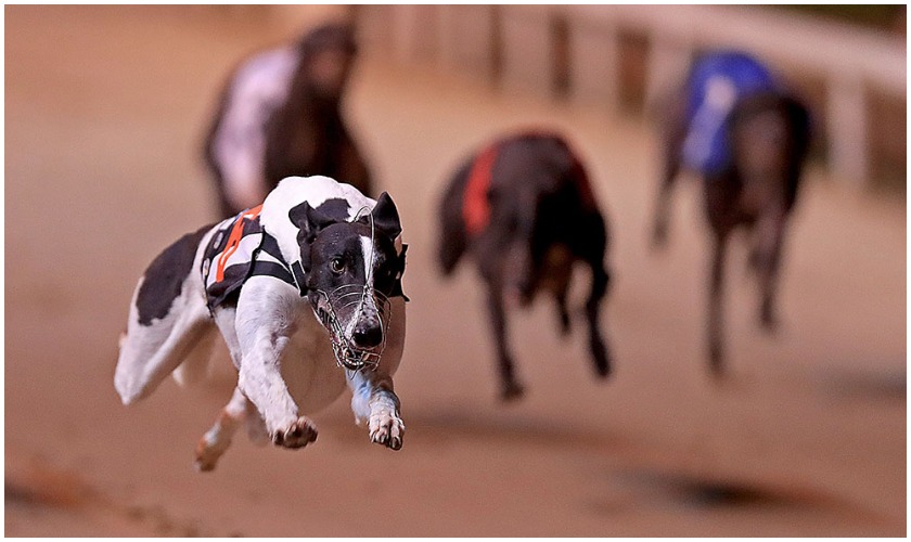 Almost 6 000 Greyhounds Killed In Ireland Every Year for Being Too Slow RT Documentary 