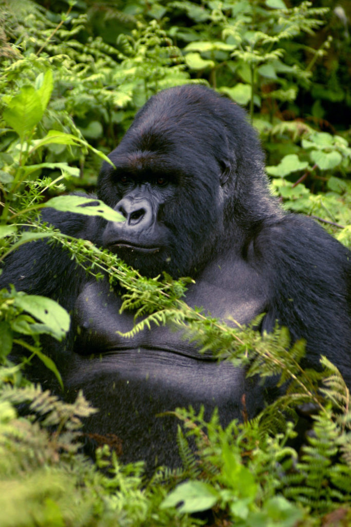 Futureproof Extra: In the Midst of Gorillas