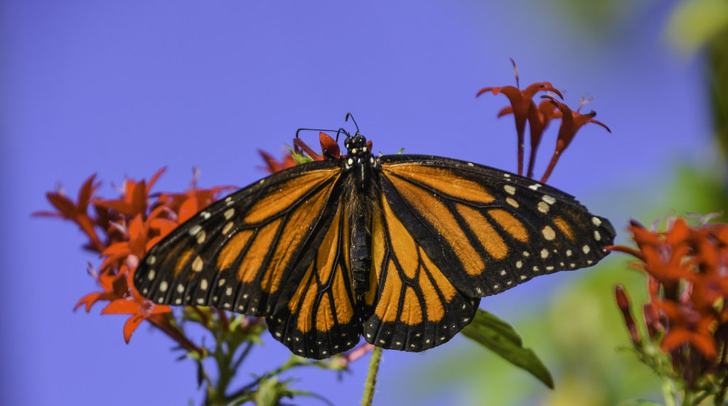 Futureproof Extra: The Monarch Butterfly