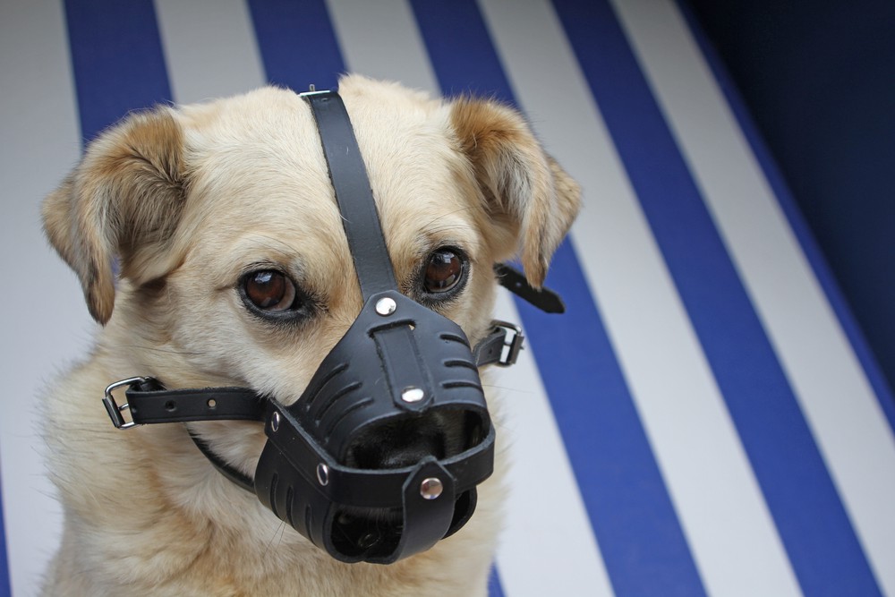 Dogs without muzzles