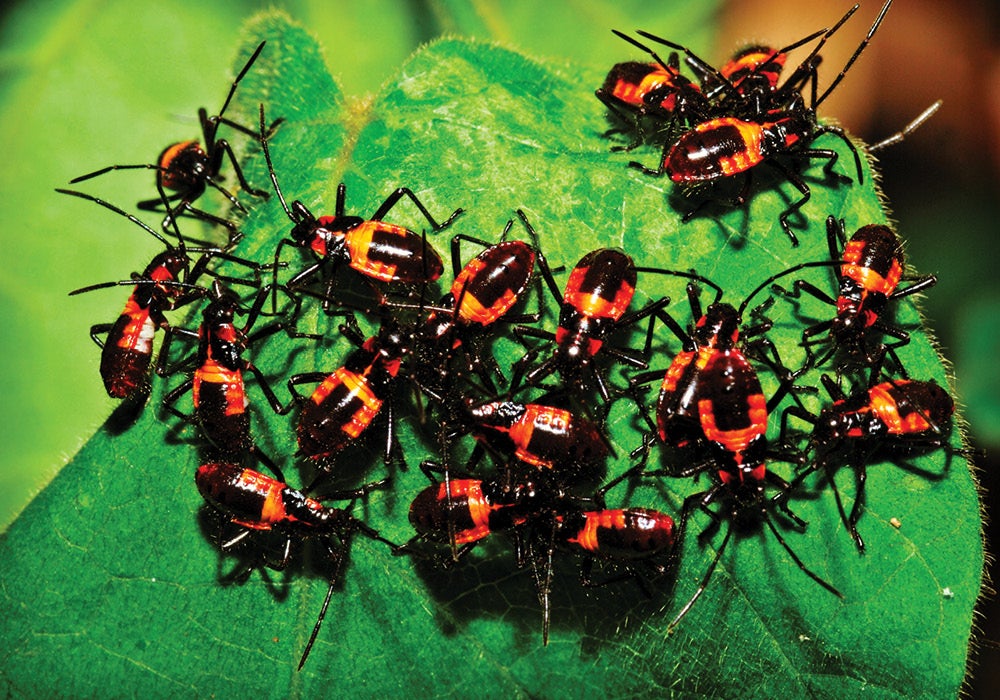 Down To Earth: Bug Apocalypse