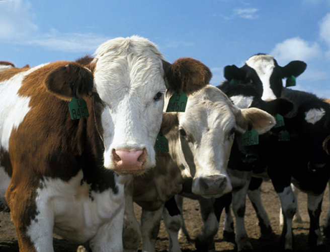 Controlling cattle gender episode artwork