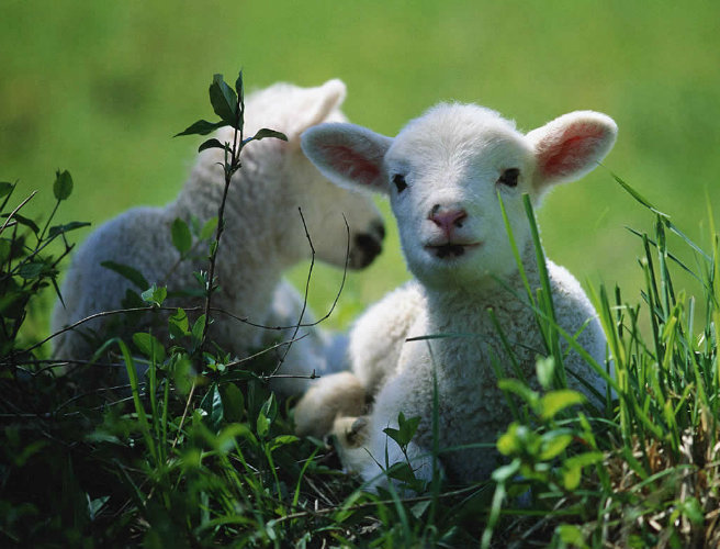 Lambing season episode artwork