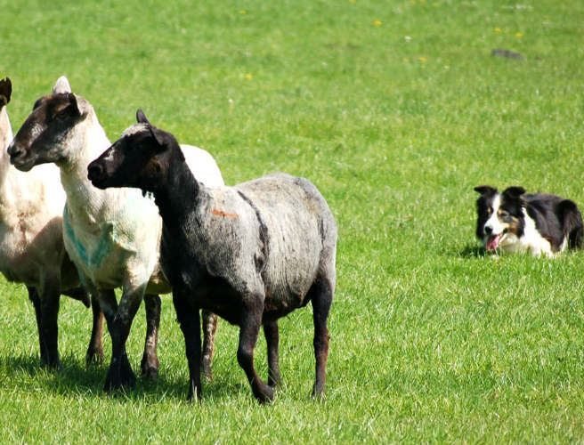 Sheep dog attacks episode artwork