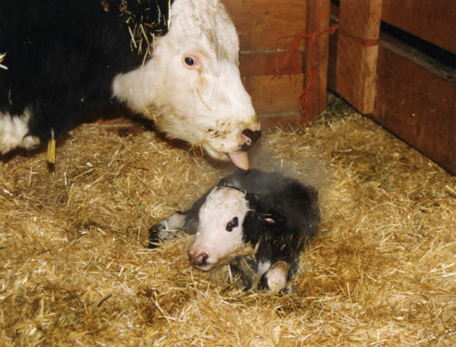 Calving season episode artwork