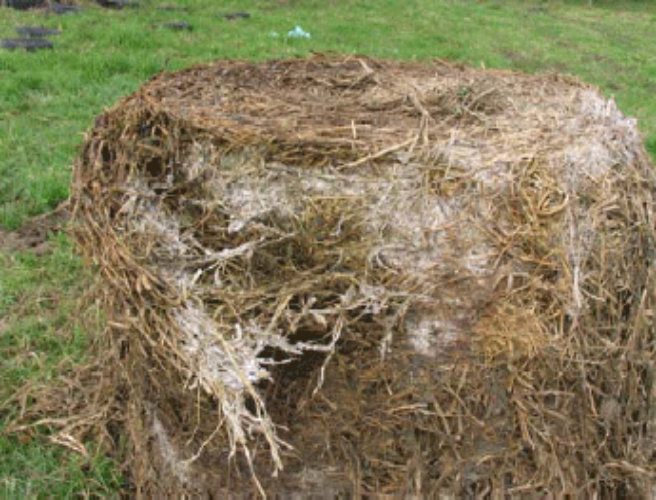 Bad silage episode artwork