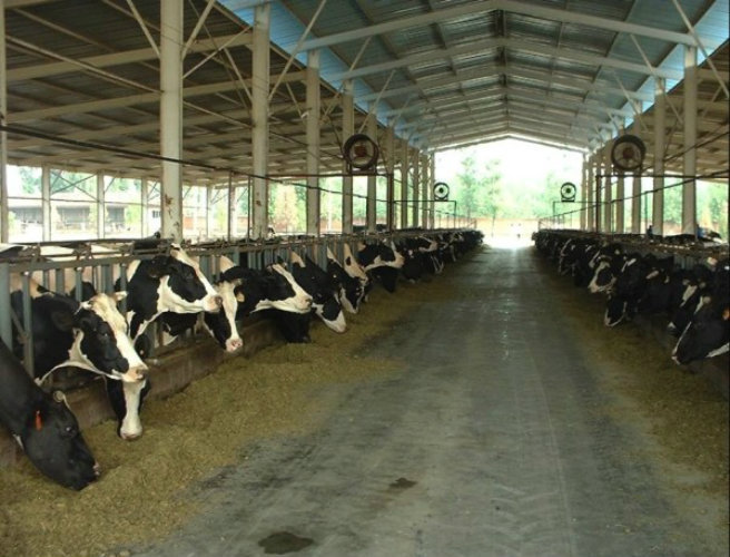 Feeding cows episode artwork