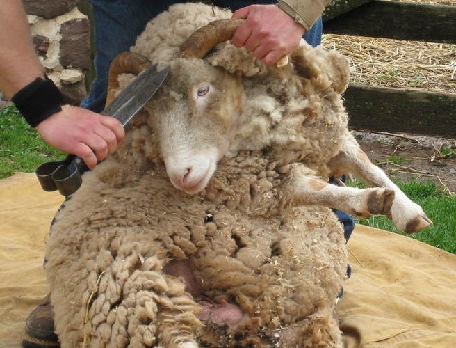 Shearing 744 lambs in 8 hours... episode artwork