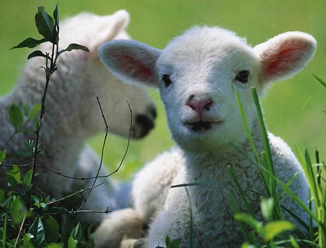 Farm gate prices, lambs and maggots episode artwork