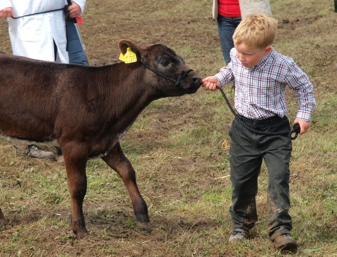 Showing cattle episode artwork