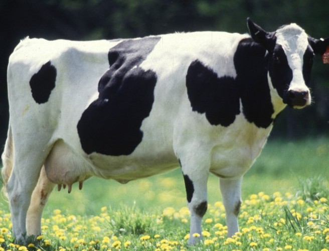 Sexed semen trials and cattle rustling episode artwork