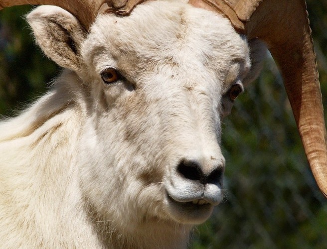 When a ram meets a ewe... episode artwork