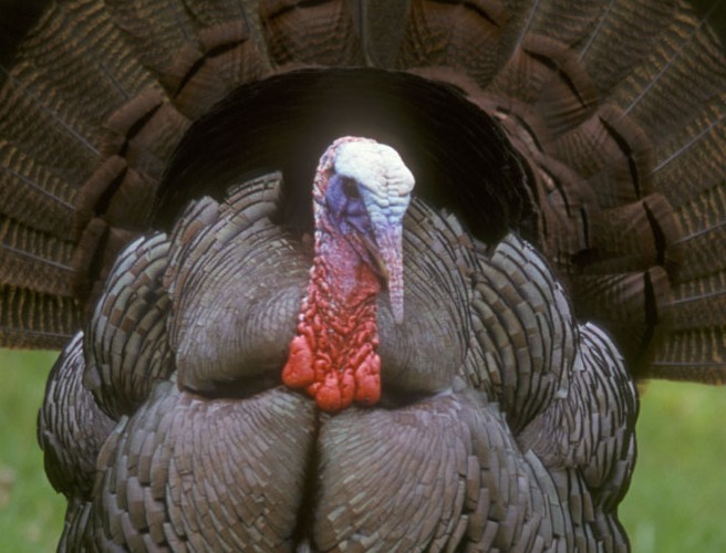 How to select a good turkey for that important dinner. episode artwork