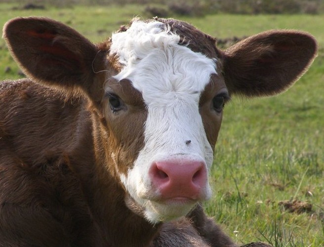 The beginning of the calving season episode artwork