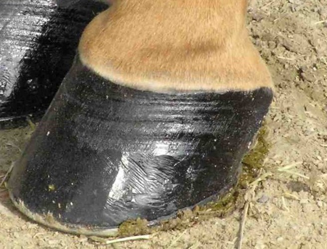 Foot ailments that affect sheep episode artwork