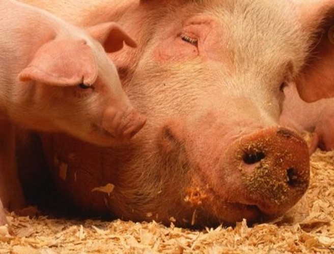 Exporting pigs episode artwork