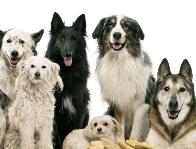 Dogs and OCD episode artwork