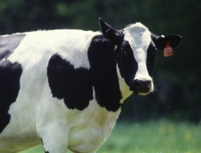 Milk quotas episode artwork