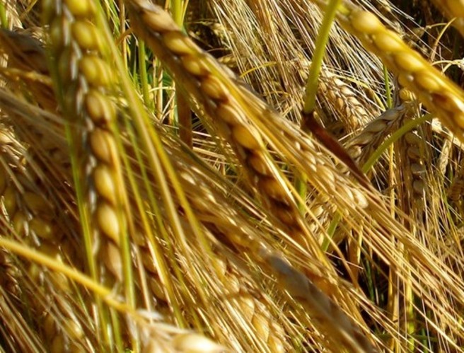 Malting barley episode artwork