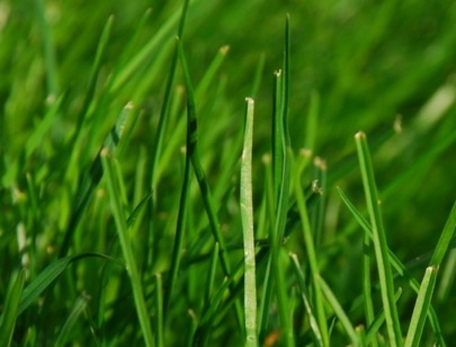 Grass is growing like mad.... episode artwork