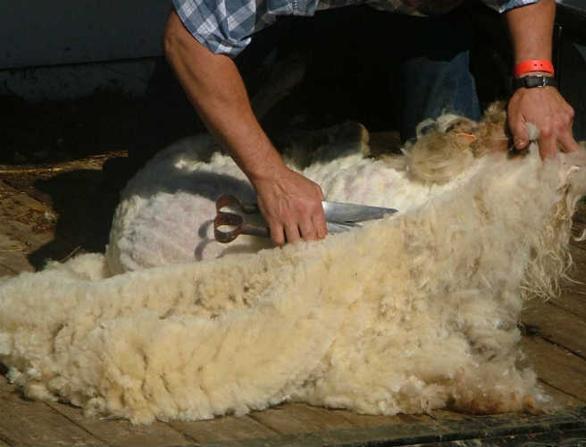 The world sheep shearing championship episode artwork