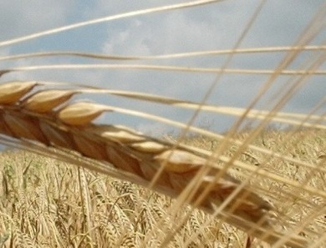 The impact MH17 has had on grain prices episode artwork