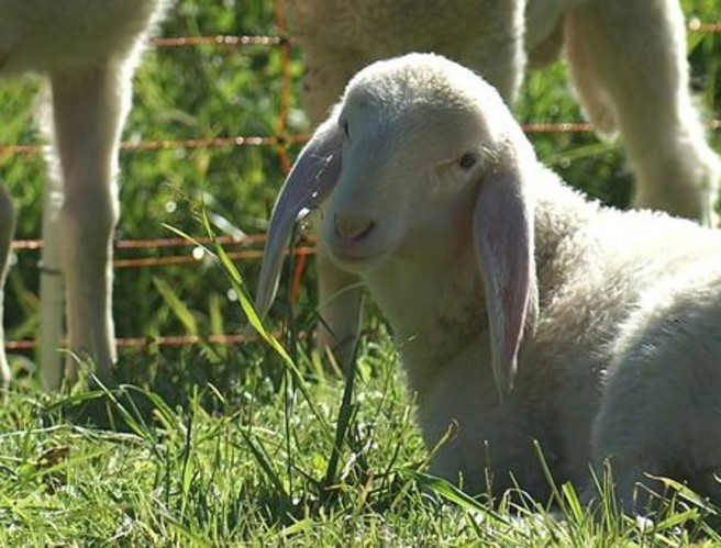 Weaning lambs episode artwork