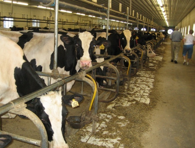 Special focus on Dairy Farms episode artwork