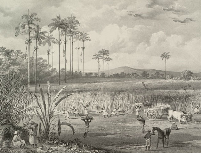 The history of sugar: sweet or sour?